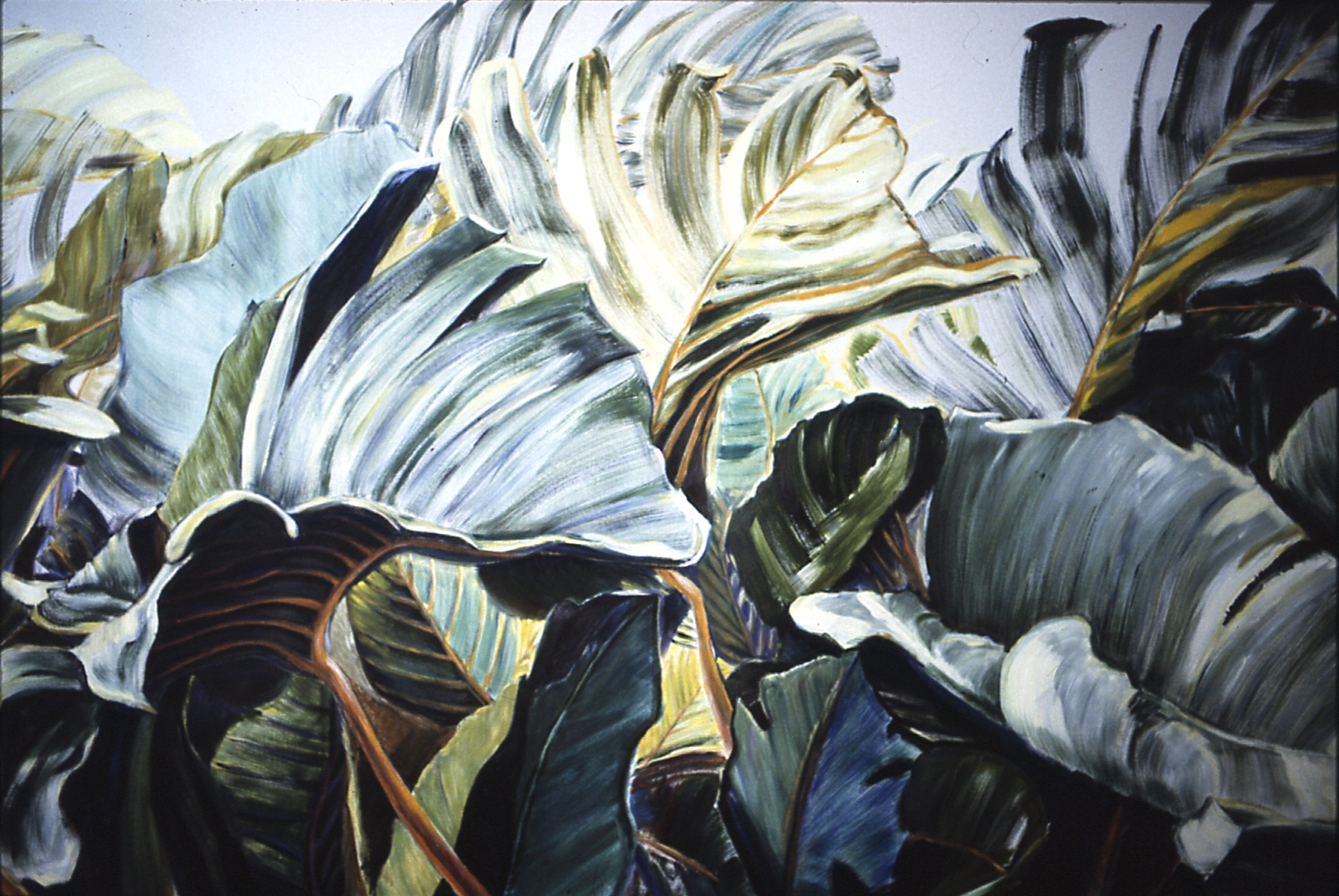 Bastringue Bâtard - Big Leaves