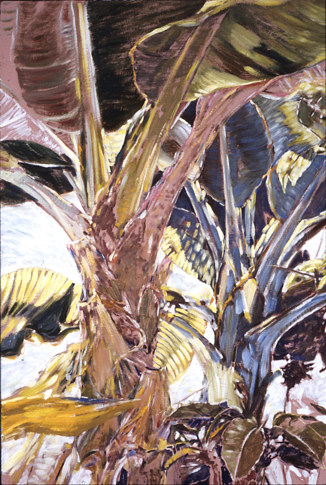 Dark Banana Tree Trunk